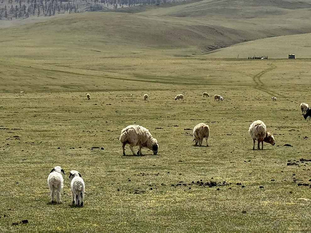 オルメクト周辺の羊